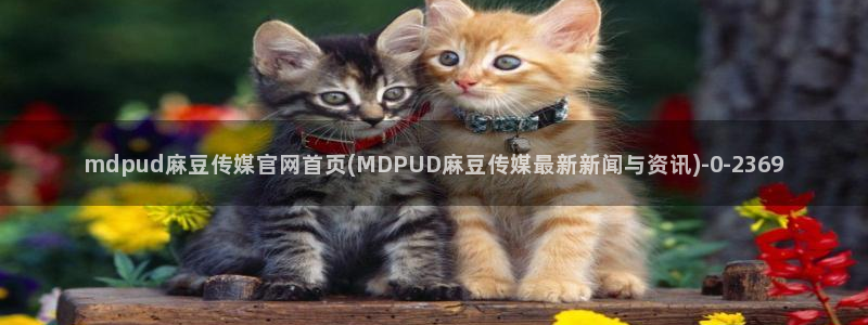 麻豆内容优化